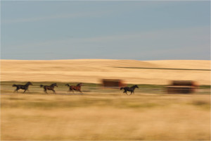 motion-panning-c2a9-2011-christopher-martin-4986